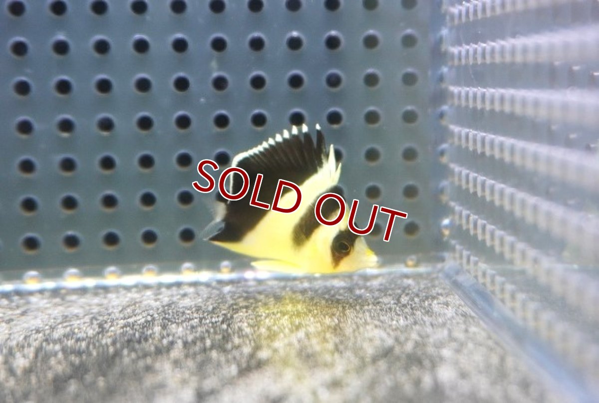 画像1: 【10％OFFクーポン対象個体】【海水魚・チョウチョウウオ】【通販】冷凍ブラインOK♪バーゲスバタフライ（XSサイズ）(個体販売）（±3.5-4ｃｍ）（生体）(海水魚) (1)