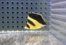 画像2: 【10％OFFクーポン対象個体】【海水魚・チョウチョウウオ】【通販】冷凍ブラインOK♪バーゲスバタフライ（XSサイズ）(個体販売）（±3.5-4ｃｍ）（生体）(海水魚) (2)