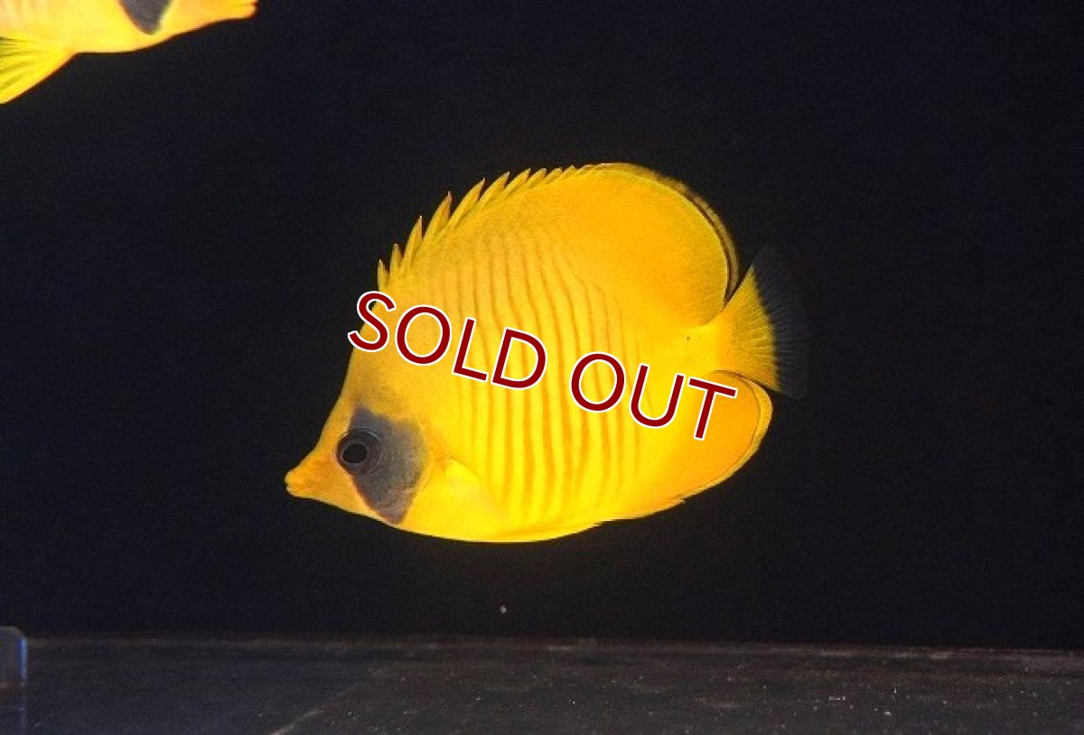 画像1: 【10％OFFクーポン対象個体】【海水魚・チョウチョウウオ】【通販】冷凍爆食いです♪ゴールデンバタフライ（Mサイズ）(個体販売）（±8cm）No.1（生体）(海水魚) (1)