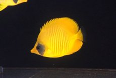 画像1: 【10％OFFクーポン対象個体】【海水魚・チョウチョウウオ】【通販】冷凍爆食いです♪ゴールデンバタフライ（Mサイズ）(個体販売）（±8cm）No.1（生体）(海水魚) (1)