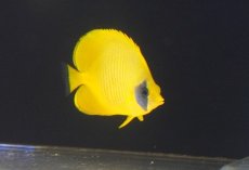 画像2: 【10％OFFクーポン対象個体】【海水魚・チョウチョウウオ】【通販】冷凍爆食いです♪ゴールデンバタフライ（Mサイズ）(個体販売）（±8cm）No.1（生体）(海水魚) (2)