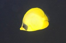 画像1: 【10％OFFクーポン対象個体】【海水魚・チョウチョウウオ】【通販】冷凍爆食いです♪ゴールデンバタフライ（Mサイズ）(個体販売）（±8cm）No.2（生体）(海水魚) (1)