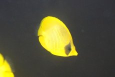 画像2: 【10％OFFクーポン対象個体】【海水魚・チョウチョウウオ】【通販】冷凍爆食いです♪ゴールデンバタフライ（Mサイズ）(個体販売）（±8cm）No.2（生体）(海水魚) (2)