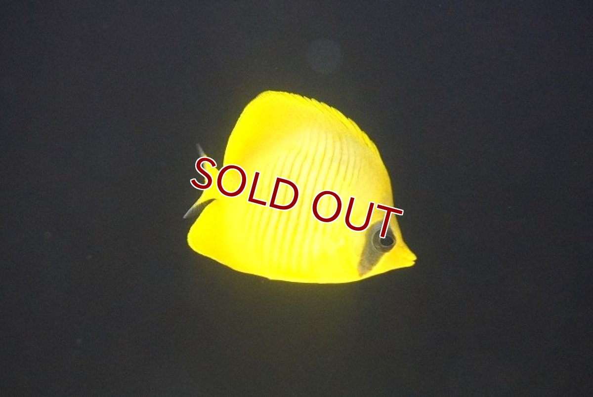 画像1: 【10％OFFクーポン対象個体】【海水魚・チョウチョウウオ】【通販】冷凍爆食いです♪ゴールデンバタフライ（Mサイズ）(個体販売）（±7cm）No.3（生体）(海水魚) (1)