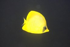 画像1: 【10％OFFクーポン対象個体】【海水魚・チョウチョウウオ】【通販】冷凍爆食いです♪ゴールデンバタフライ（Mサイズ）(個体販売）（±7cm）No.3（生体）(海水魚) (1)