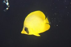 画像2: 【10％OFFクーポン対象個体】【海水魚・チョウチョウウオ】【通販】冷凍爆食いです♪ゴールデンバタフライ（Mサイズ）(個体販売）（±7cm）No.3（生体）(海水魚) (2)