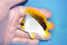画像1: 【海水魚・チョウチョウオ】【通販】人工飼料OK♪マルケサンバタフライ（Mサイズ）(個体販売）（±7.5cm）No.1（生体）(海水魚) (1)