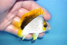 画像2: 【海水魚・チョウチョウオ】【通販】人工飼料OK♪マルケサンバタフライ（Mサイズ）(個体販売）（±7.5cm）No.1（生体）(海水魚) (2)