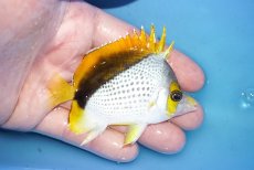 画像2: 【海水魚・チョウチョウオ】【通販】人工飼料OK♪マルケサンバタフライ（Mサイズ）(個体販売）（±8.5cm）No.2（生体）(海水魚) (2)