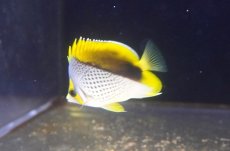 画像2: 【サマーセール10%OFFクーポン番号（10）対象商品 】【海水魚・ヤッコ】【通販】人工飼料爆食い♪マルケサンバタフライ（M)(個体販売）（±7cm）No.1（生体）(海水魚) (2)