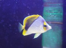 画像3: 【サマーセール10%OFFクーポン番号（10）対象商品 】【海水魚・ヤッコ】【通販】人工飼料爆食い♪マルケサンバタフライ（M)(個体販売）（±7cm）No.1（生体）(海水魚) (3)