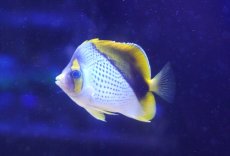 画像4: 【サマーセール10%OFFクーポン番号（10）対象商品 】【海水魚・ヤッコ】【通販】人工飼料爆食い♪マルケサンバタフライ（M)(個体販売）（±7cm）No.1（生体）(海水魚) (4)