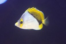 画像1: 【サマーセール10%OFFクーポン番号（10）対象商品 】【海水魚・ヤッコ】【通販】人工飼料爆食い♪マルケサンバタフライ（M)(個体販売）（±7.5cm）No.2（生体）(海水魚) (1)