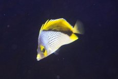 画像2: 【サマーセール10%OFFクーポン番号（10）対象商品 】【海水魚・ヤッコ】【通販】人工飼料爆食い♪マルケサンバタフライ（M)(個体販売）（±7.5cm）No.2（生体）(海水魚) (2)