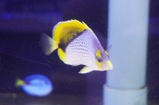 画像3: 【サマーセール10%OFFクーポン番号（10）対象商品 】【海水魚・ヤッコ】【通販】人工飼料爆食い♪マルケサンバタフライ（M)(個体販売）（±7.5cm）No.2（生体）(海水魚) (3)