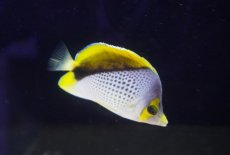 画像4: 【サマーセール10%OFFクーポン番号（10）対象商品 】【海水魚・ヤッコ】【通販】人工飼料爆食い♪マルケサンバタフライ（M)(個体販売）（±7.5cm）No.2（生体）(海水魚) (4)