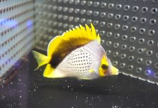 画像1: 【海水魚・チョウチョウオ】【通販】状態良好！人工飼料OK♪マルケサンバタフライ（M)(個体販売）（±8cm）（生体）(海水魚) (1)