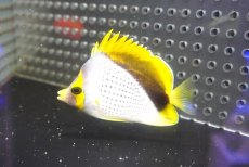 画像2: 【海水魚・チョウチョウオ】【通販】状態良好！人工飼料OK♪マルケサンバタフライ（M)(個体販売）（±8cm）（生体）(海水魚) (2)