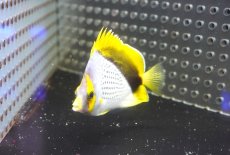 画像3: 【海水魚・チョウチョウオ】【通販】状態良好！人工飼料OK♪マルケサンバタフライ（M)(個体販売）（±8cm）（生体）(海水魚) (3)