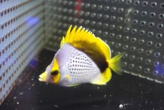 画像4: 【海水魚・チョウチョウオ】【通販】状態良好！人工飼料OK♪マルケサンバタフライ（M)(個体販売）（±8cm）（生体）(海水魚) (4)