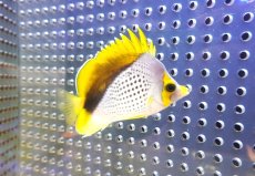 画像1: 【海水魚・ヤッコ】【通販】人工飼料OK♪マルケサンバタフライ（Mサイズ）(個体販売）（±8cm） （生体）(海水魚) (1)