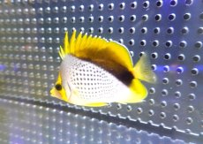 画像2: 【海水魚・ヤッコ】【通販】人工飼料OK♪マルケサンバタフライ（Mサイズ）(個体販売）（±8cm） （生体）(海水魚) (2)