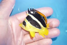 画像1: 【決算セール クーポンご利用で更に10％OFF対象商品】 【海水魚・チョウチョウオ】【通販】人工飼料爆食い♪インディアンバタフライ（SM)(個体販売）（±6cm） No.1（生体）(海水魚) (1)