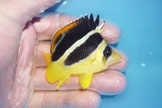 画像2: 【決算セール クーポンご利用で更に10％OFF対象商品】 【海水魚・チョウチョウオ】【通販】人工飼料爆食い♪インディアンバタフライ（SM)(個体販売）（±6cm） No.1（生体）(海水魚) (2)