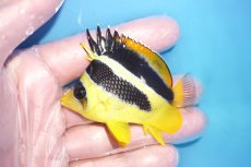 画像1: 【決算セール クーポンご利用で更に10％OFF対象商品】 【海水魚・チョウチョウオ】【通販】人工飼料爆食い♪インディアンバタフライ（SM)(個体販売）（±6.5cm） No.2（生体）(海水魚) (1)