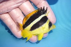 画像2: 【決算セール クーポンご利用で更に10％OFF対象商品】 【海水魚・チョウチョウオ】【通販】人工飼料爆食い♪インディアンバタフライ（SM)(個体販売）（±6.5cm） No.2（生体）(海水魚) (2)