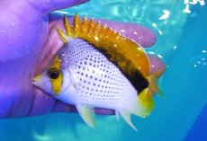 画像1: 【決算セール クーポンご利用で更に10％OFF対象商品】 【海水魚・チョウチョウウオ】【通販】人工飼料OK♪【クリスマス島産】マルケサンバタフライ（MLサイズ）(個体販売）（±11cm） （生体）(海水魚) (1)