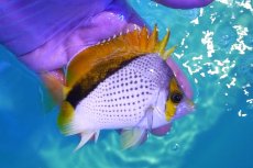 画像2: 【決算セール クーポンご利用で更に10％OFF対象商品】 【海水魚・チョウチョウウオ】【通販】人工飼料OK♪【クリスマス島産】マルケサンバタフライ（MLサイズ）(個体販売）（±11cm） （生体）(海水魚) (2)