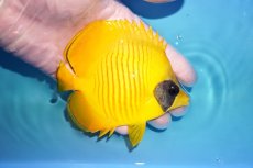 画像2: 【決算月限定超特価！2/28発送まで限定＆クーポン使用不可】【海水魚・チョウチョウウオ】【通販】人工飼料OK♪ゴールデンバタフライ（Mサイズ）(個体販売）（±11cm） No.1（生体）(海水魚) (2)