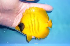 画像1: 【決算月限定超特価！2/28発送まで限定＆クーポン使用不可】【海水魚・チョウチョウウオ】【通販】人工飼料OK♪ゴールデンバタフライ（Mサイズ）(個体販売）（±10.5cm） No.2（生体）(海水魚) (1)