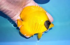 画像2: 【決算月限定超特価！2/28発送まで限定＆クーポン使用不可】【海水魚・チョウチョウウオ】【通販】人工飼料OK♪ゴールデンバタフライ（Mサイズ）(個体販売）（±10.5cm） No.2（生体）(海水魚) (2)