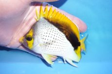 画像1: 【10%OFF対象商品30周年セール】 【海水魚・チョウチョウウオ】【通販】状態良好♪マルケサンバタフライ（MLサイズ）(個体販売）（±10.5cm）（生体）(海水魚) (1)