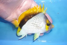 画像2: 【10%OFF対象商品30周年セール】 【海水魚・チョウチョウウオ】【通販】状態良好♪マルケサンバタフライ（MLサイズ）(個体販売）（±10.5cm）（生体）(海水魚) (2)