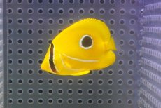 画像1: 【10%OFF対象商品30周年セール】 【海水魚・チョウチョウウオ】【通販】【沖縄産】ウミズキチョウ（SMサイズ）(個体販売）（±5cm）（生体）(海水魚) (1)