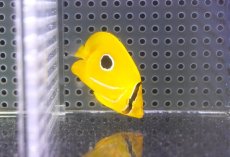 画像2: 【10%OFF対象商品30周年セール】 【海水魚・チョウチョウウオ】【通販】【沖縄産】ウミズキチョウ（SMサイズ）(個体販売）（±5cm）（生体）(海水魚) (2)