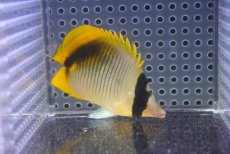 画像1: 【10%OFF対象商品30周年セール】 【海水魚・チョウチョウウオ】【通販】【沖縄産】ニセフウライチョウ（Mサイズ）(個体販売）（±7cm）（生体）(海水魚) (1)