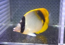 画像2: 【10%OFF対象商品30周年セール】 【海水魚・チョウチョウウオ】【通販】【沖縄産】ニセフウライチョウ（Mサイズ）(個体販売）（±7cm）（生体）(海水魚) (2)