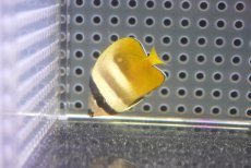 画像1: 【10%OFF対象商品30周年セール】 【海水魚・チョウチョウウオ】【通販】【沖縄産】ミゾレチョウ（Mサイズ）(個体販売）（±3.5cm）（生体）(海水魚) (1)
