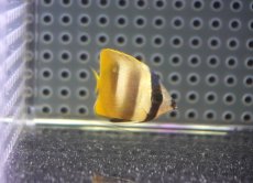 画像2: 【10%OFF対象商品30周年セール】 【海水魚・チョウチョウウオ】【通販】【沖縄産】ミゾレチョウ（Mサイズ）(個体販売）（±3.5cm）（生体）(海水魚) (2)