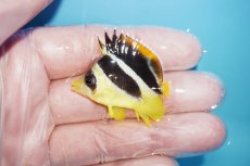画像1: 【海水魚・チョウチョウウオ】【通販】人工飼料OK♪インディアンバタフライ（XS）(個体販売）（±4cm）No.1（生体）(海水魚) (1)