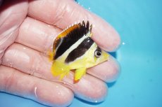 画像2: 【海水魚・チョウチョウウオ】【通販】人工飼料OK♪インディアンバタフライ（XS）(個体販売）（±4cm）No.1（生体）(海水魚) (2)