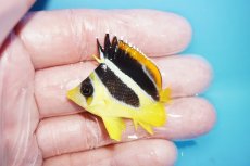画像1: 【海水魚・チョウチョウウオ】【通販】人工飼料OK♪インディアンバタフライ（XS）(個体販売）（±4.5cm）No.2（生体）(海水魚) (1)