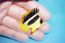 画像2: 【海水魚・チョウチョウウオ】【通販】人工飼料OK♪インディアンバタフライ（XS）(個体販売）（±4.5cm）No.2（生体）(海水魚) (2)