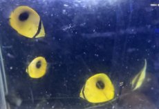 画像1: 【海水魚・チョウチョウウオ】【通販】可愛いサイズ♪【近海産】トノサマダイ（新子）３匹セット(個体販売）（±2.5-3cm）（生体）(海水魚) (1)