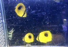 画像2: 【海水魚・チョウチョウウオ】【通販】可愛いサイズ♪【近海産】トノサマダイ（新子）３匹セット(個体販売）（±2.5-3cm）（生体）(海水魚) (2)