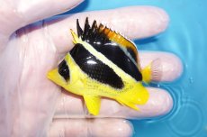 画像1: 【海水魚・チョウチョウウオ】【通販】人工飼料OK♪【モルディブ産】インディアンバタフライ（Mサイズ）(個体販売）（±6.5cm）No.1（生体）(海水魚) (1)